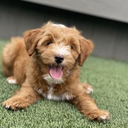 Blue Boy - Red  male Goldendoodle puppy in Medina, Ohio from Farmer Doodles