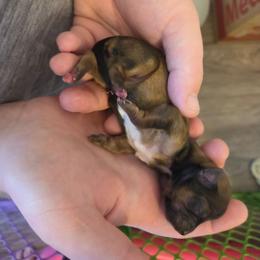 Girl 1 - Liver and white female Shorkie puppy in North English, Iowa from Countryside Yorkies