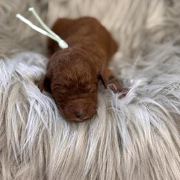 Rosie - Red  female Poodle puppy in Osyka, Mississippi from Southern Sunshine Standards