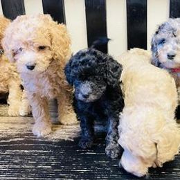 Goldendoodles from Posh Doodles of VA