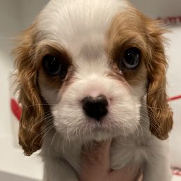 Cavalier King Charles Spaniel Puppies from Ridgefield Cavaliers