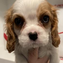 Cavalier King Charles Spaniel Puppies from Ridgefield Cavaliers