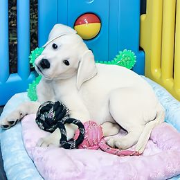 Female pups - Yellow female Labrador Retriever puppy in Lakeside, California from Labs To Love