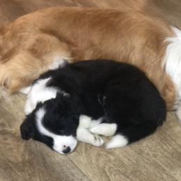 Border Collie Puppies from Cahill’s Canines