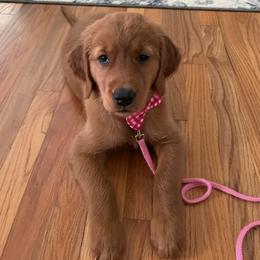 Golden Retriever Puppies from River City Goldens