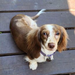 Gypsy  - Dachshund