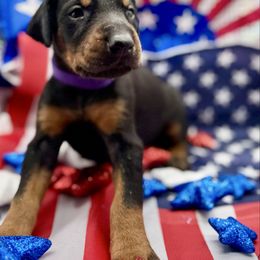 Purple Collar Girl - Black and rust female Doberman Pinscher puppy in Medina, Tennessee from Valorosa Doberman Kennel