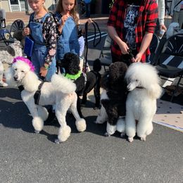 Poodle All Grown Up from Jumelage Standard Poodles