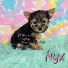 Nyx - Black and tan female Yorkshire Terrier puppy in Adair, Oklahoma from Phillippe's Puppy Paws