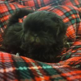 Shih Tzu Puppies from AKC Shih Tzu Champion Line Puppies