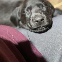 Labrador Retriever Puppies from Fuller Paws of Texas