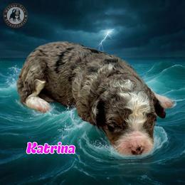 Katrina - Blue merle female Bernedoodle puppy in Banner Elk, North Carolina from Walnut Tree Bernedoodles