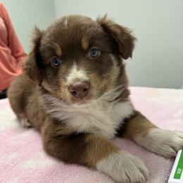 Garnet - Red tri-color female Australian Shepherd puppy in Brownfield, Maine from Misty Feather Aussies