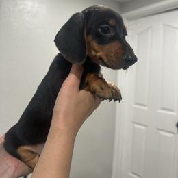 Mickey - Black and tan male Dachshund puppy in Modesto, California from Raws Doxies
