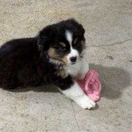 Yuma - Black tri female Miniature American Shepherd puppy in Anson, Texas from Diamond Bar N Ranch