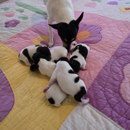 Toy Fox Terrier Puppies from Kitsune