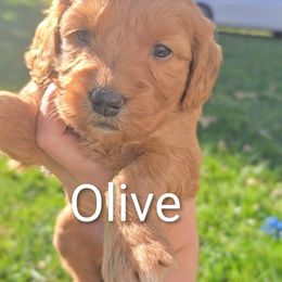 Olive - Red  female Goldendoodle puppy in Red Oak, Iowa from Fisher Pups-Stay Golden with a Doodle