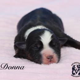 DONNA - Black tri female Miniature Australian Shepherd puppy in Weeki Wachee, Florida from Arlington's Mini Aussies