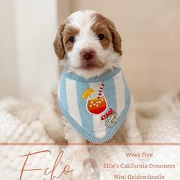 Echo - Parti male Goldendoodle puppy in California City, California from Summer Sun Doodles