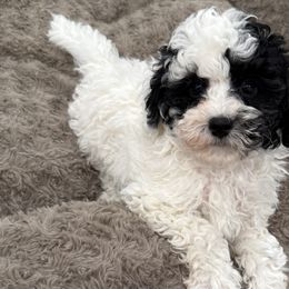 Cockapoos, Goldendoodles, and Poodles from Painted Rose Poodles and Doodles