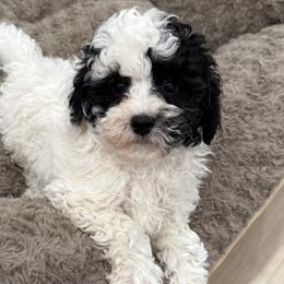 Cockapoos, Goldendoodles, and Poodles from Painted Rose Poodles and Doodles