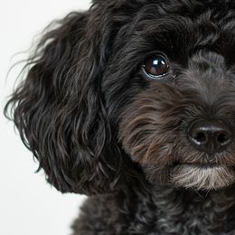 Miniature Australian Shepherds, Miniature Schnauzers, Old English Sheepdogs, and Poodles from Rose brook family farms