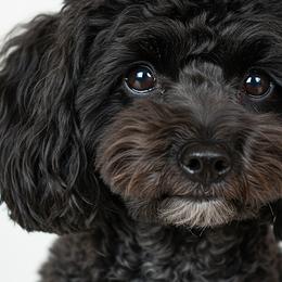 Miniature Australian Shepherds, Miniature Schnauzers, Old English Sheepdogs, and Poodles from Rose brook family farms