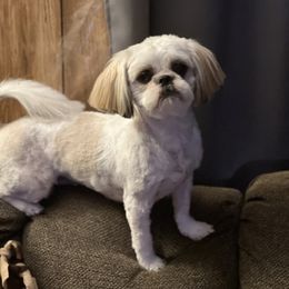 Nova - Shih Tzu