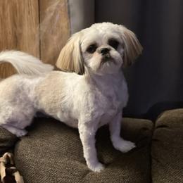 Nova - Shih Tzu