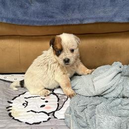 Boy 4 - Red speckled male Australian Cattle Dog puppy in Concrete, Washington from Back Country Australian Cattle dogs