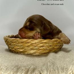 Red collar - Chocolate and cream male Dachshund puppy in Cherry Valley, California from Sugar and Spice Dachshunds