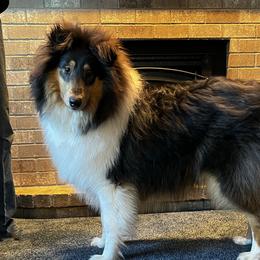 Rook - Collie