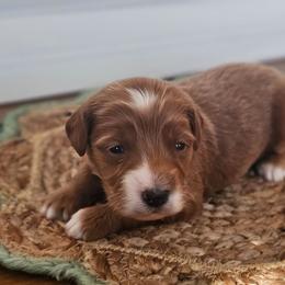 Lincoln - Apricot male Goldendoodle puppy in Connersville, Indiana from Dessie's Doodles