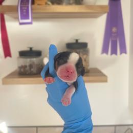 Benny - Tri-color male Cavalier King Charles Spaniel puppy in Shingle Springs, California from California Spaniels