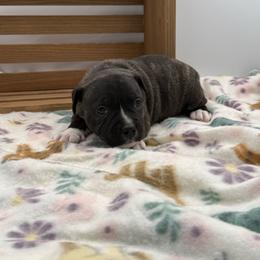 Female 2 - Brindle female Staffordshire Bull Terrier puppy in Lakeland, Florida from English Creek Staffords