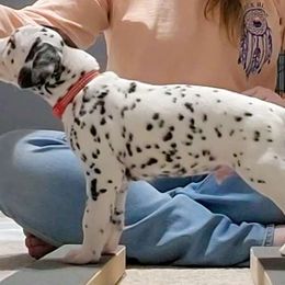 Red a.k.a. Patch - White and black Dalmatian puppy in Fort Dodge, Iowa from Carter's Dalmatians