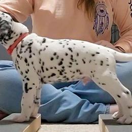 Red a.k.a. Patch - White and black Dalmatian puppy in Fort Dodge, Iowa from Carter's Dalmatians