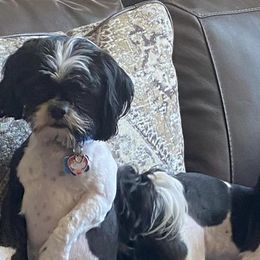 Shih Tzus from Ruby’s Shih Tzus
