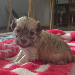 Boy1 - Cream male Havanese puppy in Medina, Ohio from Momma's Minis