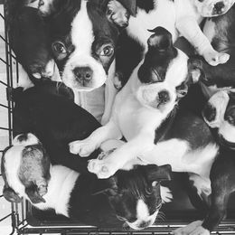 Boston Terrier Puppies from Cobbler Street Boston Terriers