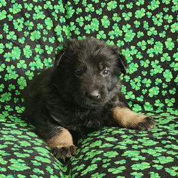 Girl 2 (Pink) - Bi-color female German Shepherd puppy in Genoa, Illinois from vom ehrenSchutz German Shepherds