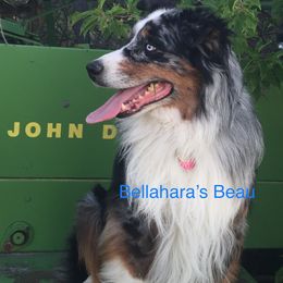 Beau - Australian Shepherd