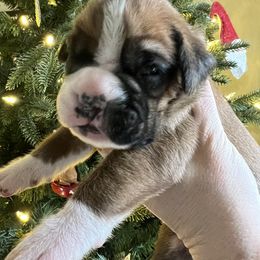 Flashy fawn female - Fawn female Boxer puppy in Enon, Ohio from Diamond Lane Boxers