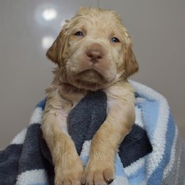 Dilute Retriever Puppies from Wicked Pines Retrievers