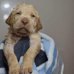 Dilute Retriever Puppies from Wicked Pines Retrievers