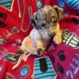 Dachshund Puppies from TGIF Doxies