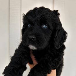 Freeman - Black and white male Aussiedoodle puppy in Greensboro, North Carolina from Glendale Doodles