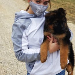 German Shepherd Puppies from Big Red Texas German Shepherds Ranch