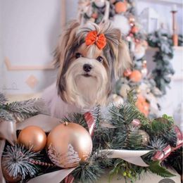 Yorkshire Terrier All Grown Up from Renee’s pawfectly pampered yorkies