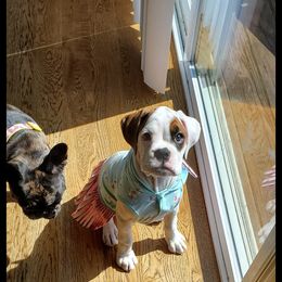 Boxer Puppies from Sand Creek Boxer Kennel